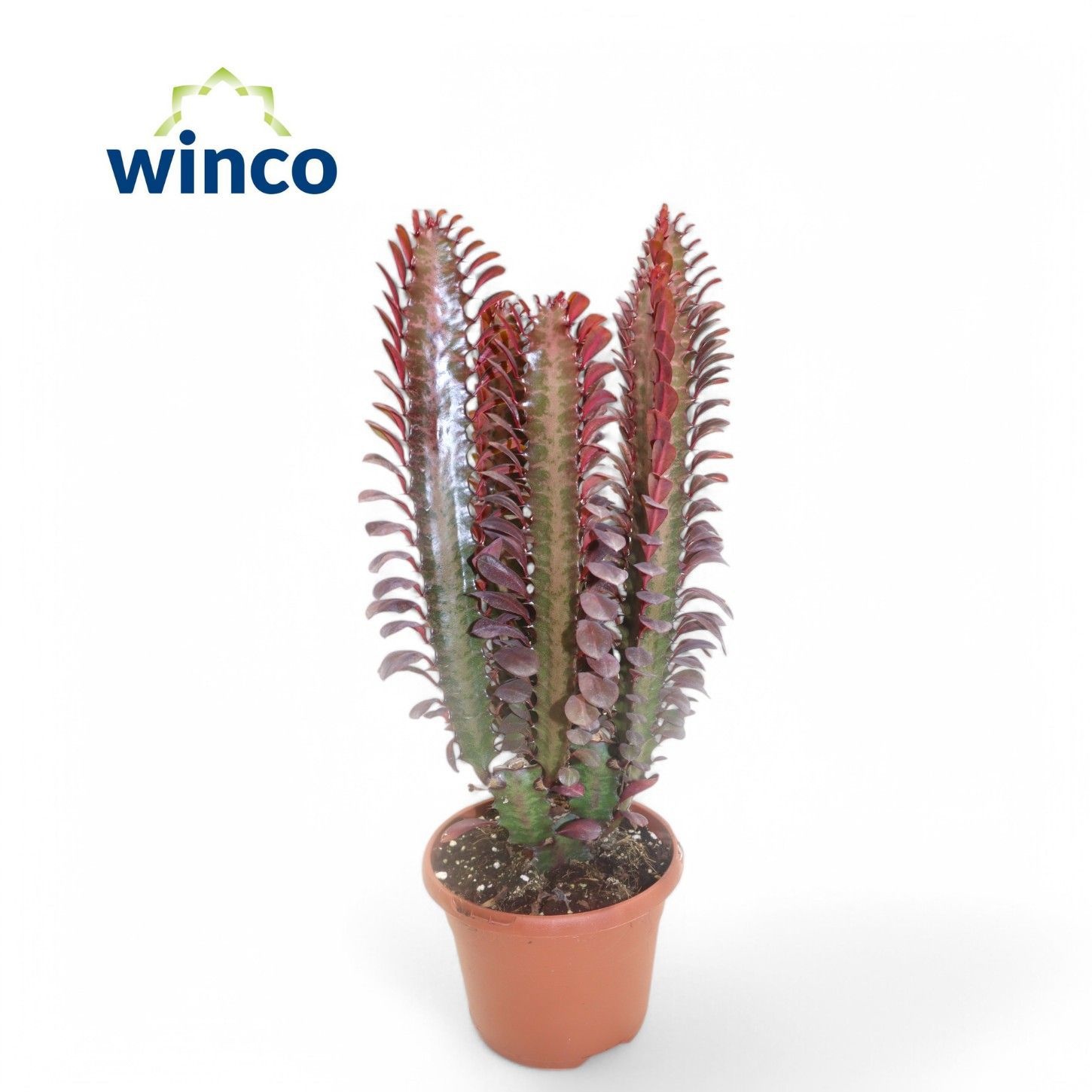 Euphorbia Trigona Rubra, D 17