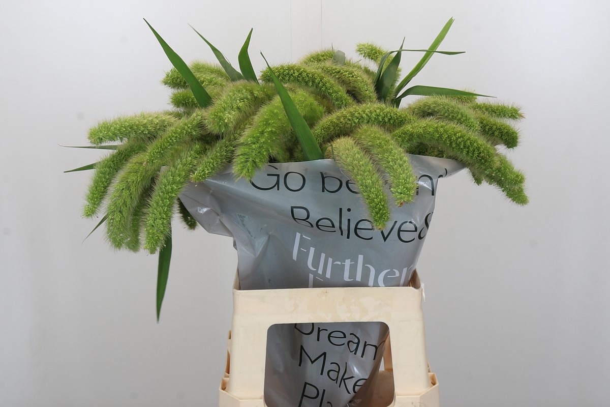 Сетария Италика Волле Мелк 70, шт.