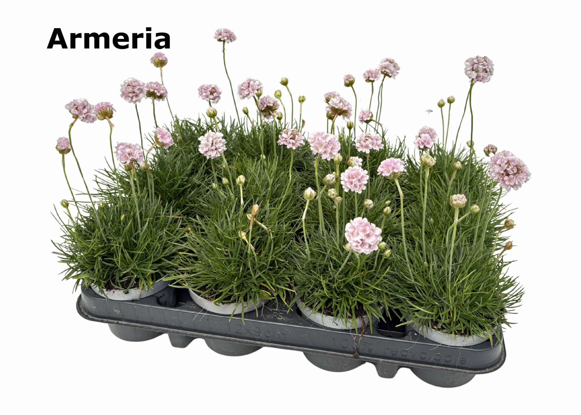 Armeria Engels gras 9 cm Rosé, D 9 cm