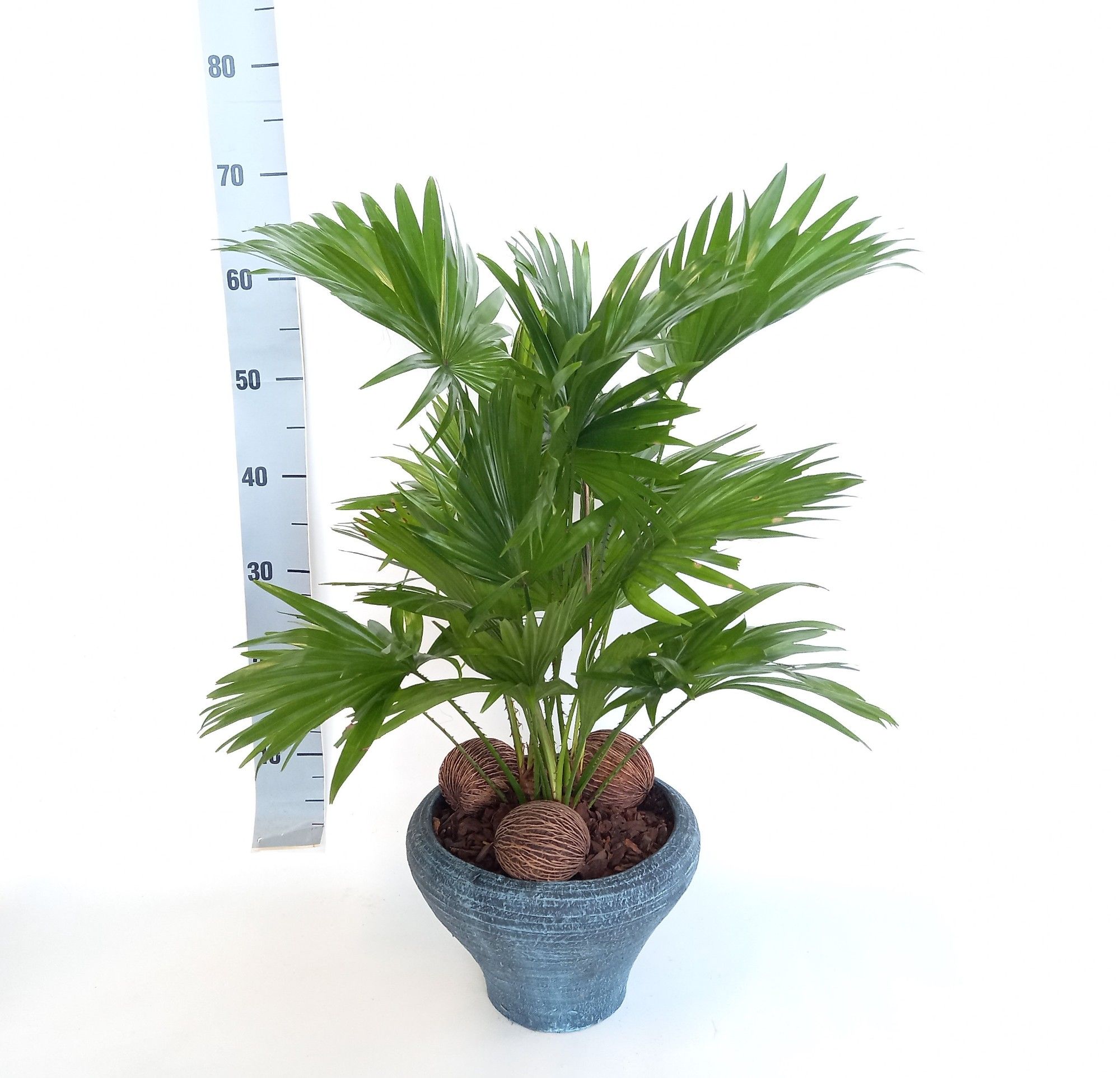 Livistona in super hoedje blauw, D 26