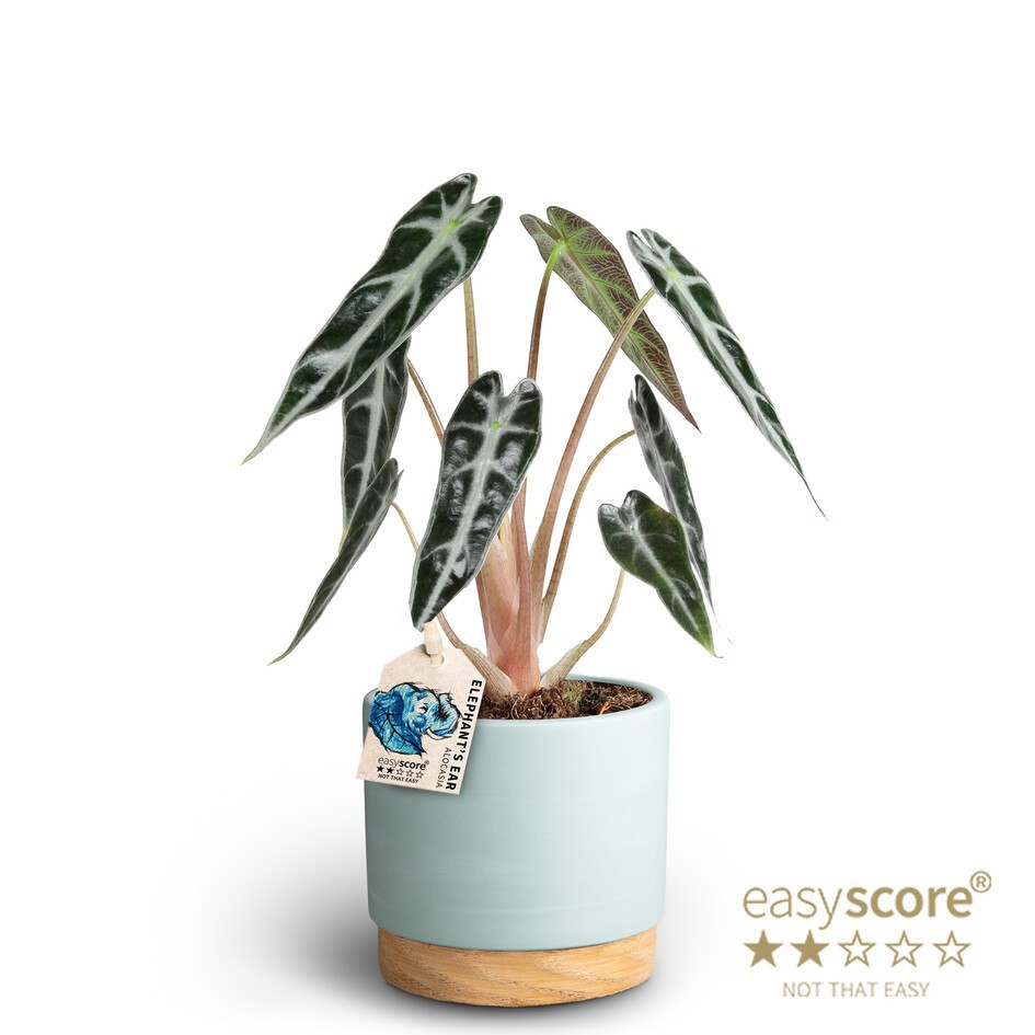 Woodbase Sky Blue, Alocasia ´Bambino´, D 10