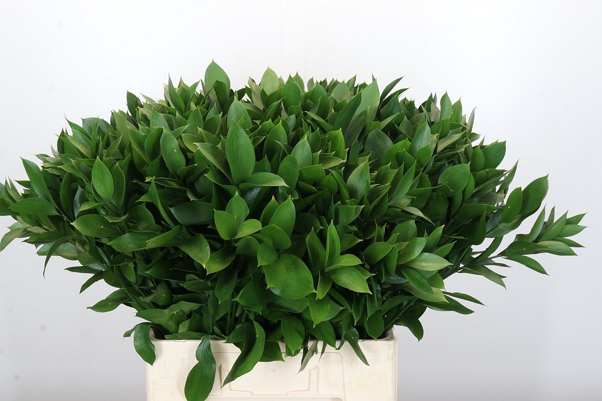 Рускус Израильский 70 (зел.), шт.