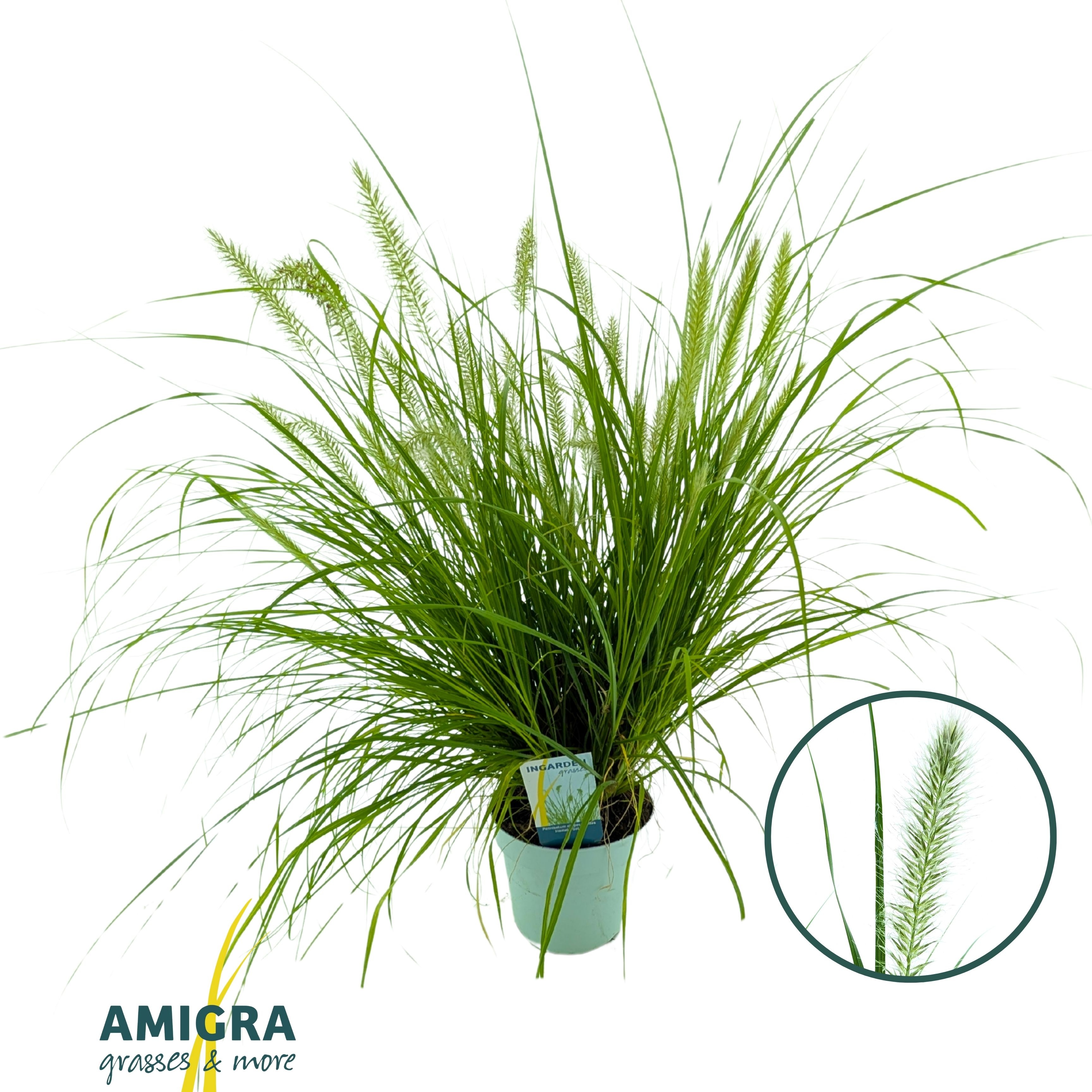 Pennisetum alopecuroides 'Hameln Gold', D 17