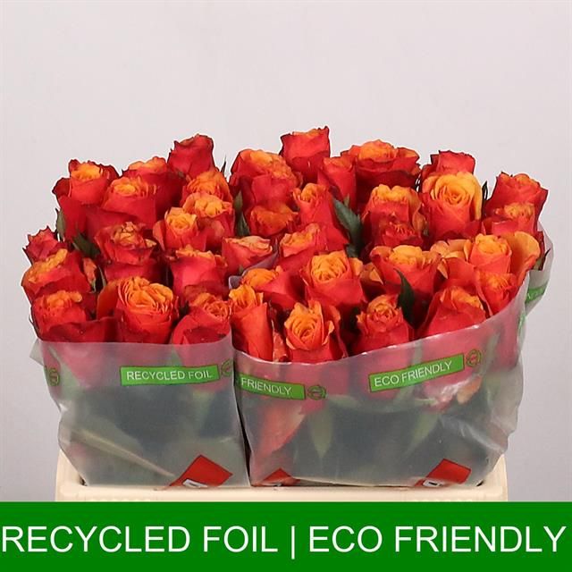 Роза од. Испания 35, шт.