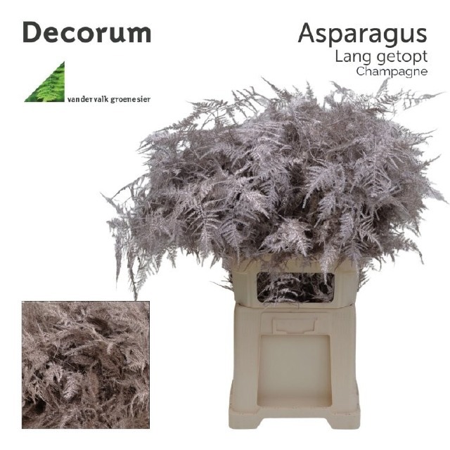 Аспарагус Овериг Крашеный (краш. ) 85, шт.