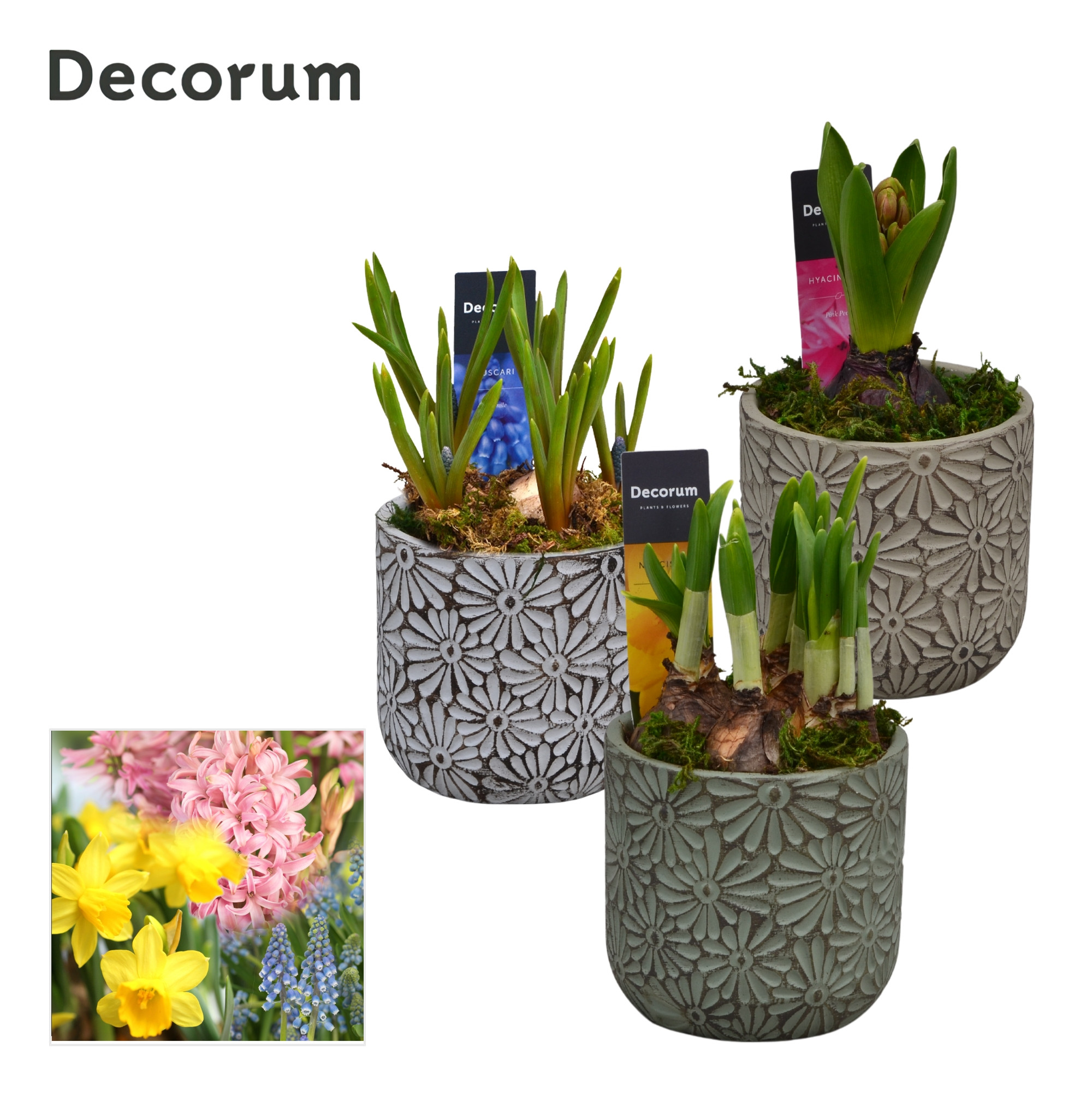 Bollenmix Daisy HL11393B, D 11