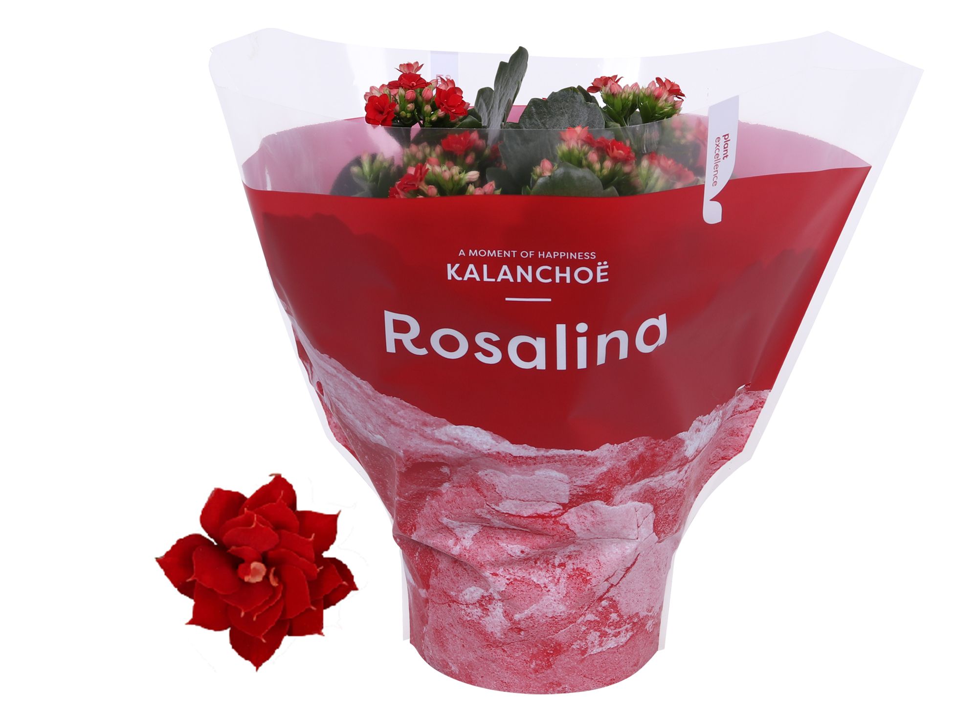 Kalanchoe Rosalina 15cm TST Don Justino., Rode hoes, D 15