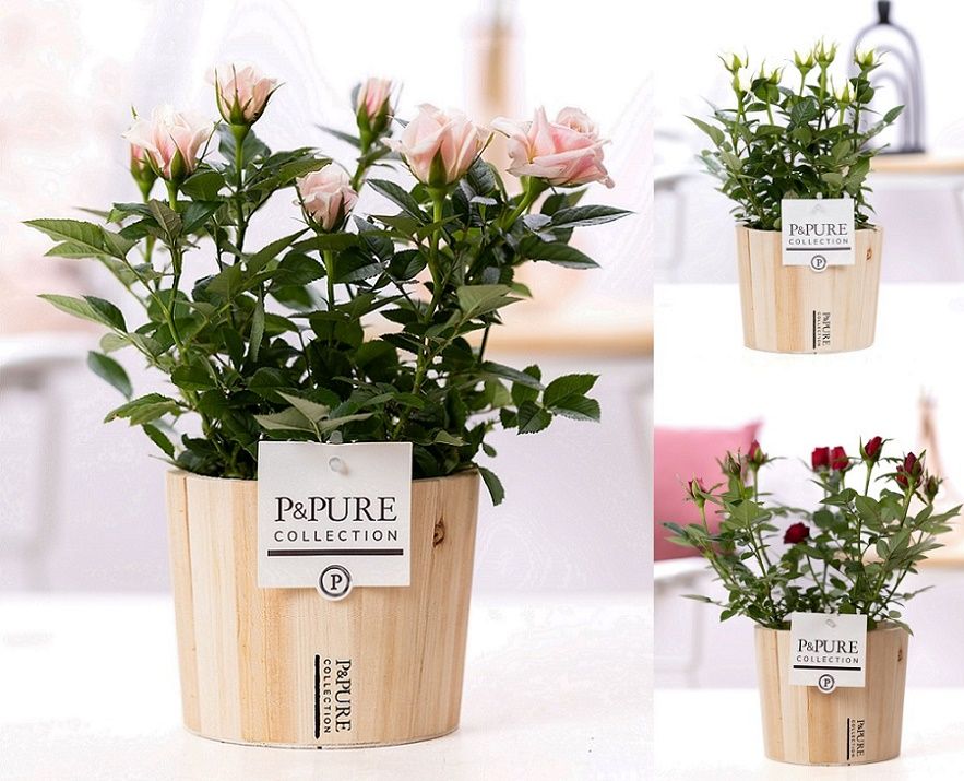 Rosa gemengd in P&PURE Wood 5, D 12 cm Rosa gemengd in P&PURE Wood 5, D 12 cm
