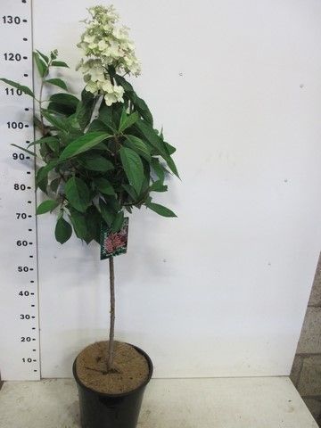 Hydrangea pan. Wim's Red 60 stam P28, D 28 cm