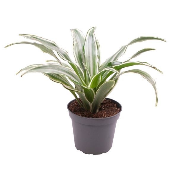 Dracaena Dragontree� Kanzi, D 6 cm