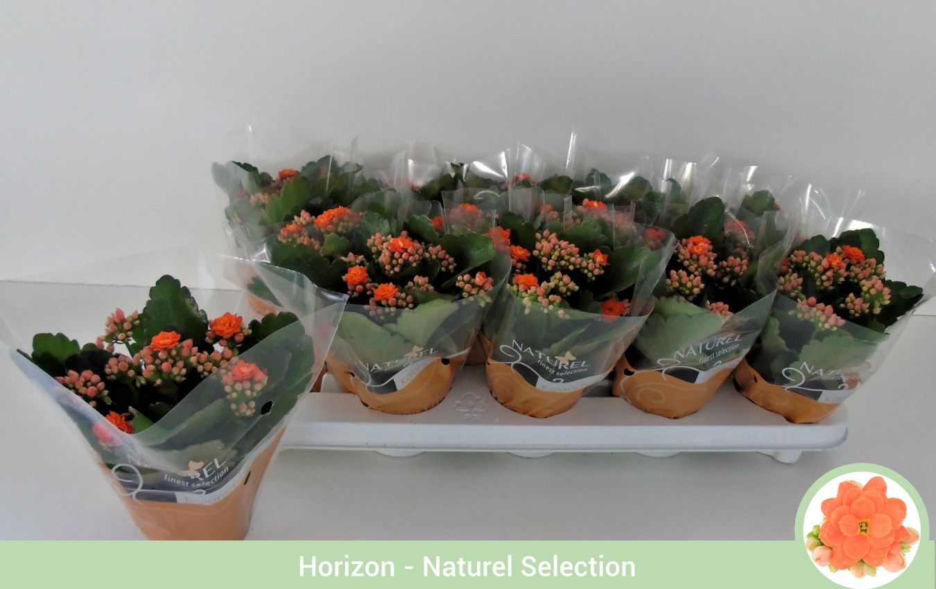 Kalanchoë dubbelbloemig ORANJE (Queen Genetics) - Naturel hoes, D 9