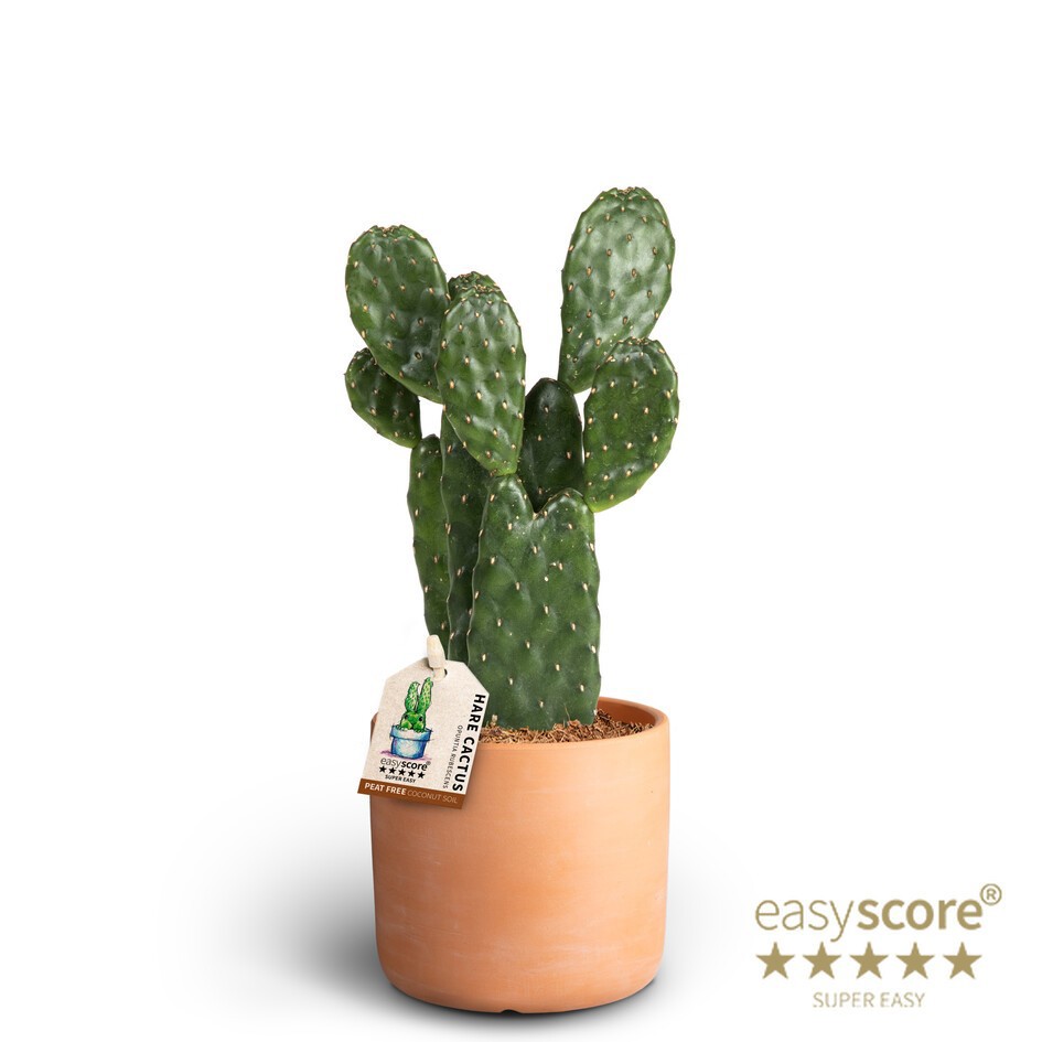 OPUNTIA RUBESCENS 40965059 Raw Terracotta Opunti, D 10