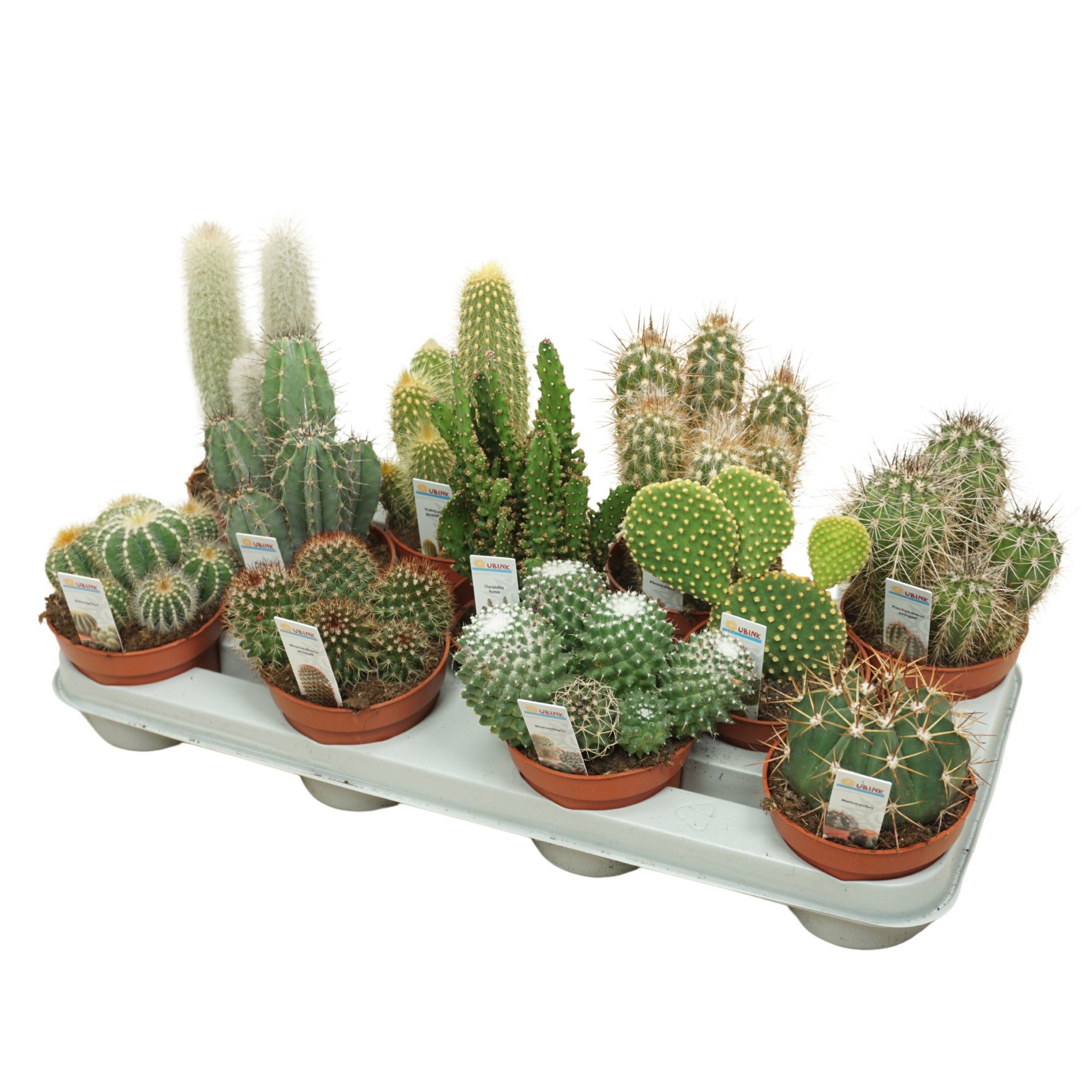 Cactus mix 10,5 cm met foto etiket, D 10,5