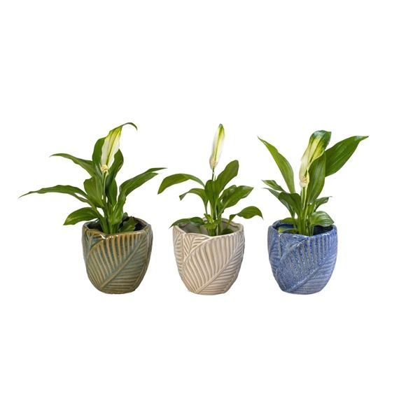 L 65948 with Spathiphyllum 6 cm, D 6 cm L 65948 with Spathiphyllum 6 cm, D 6 cm