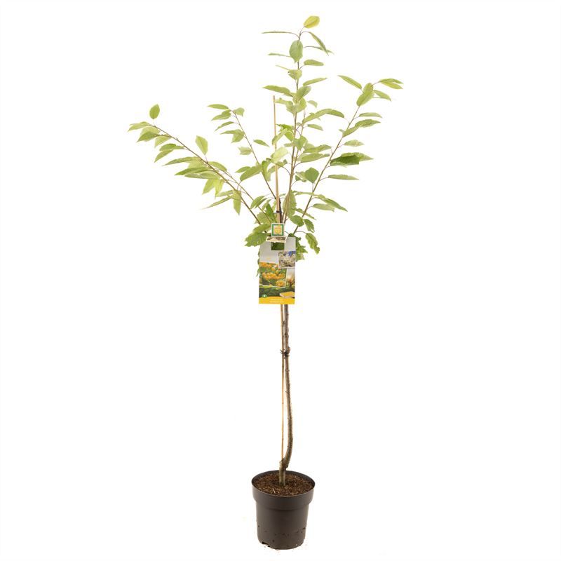 Prunus avium Donissens Gold halfsta Zoete gele kers, D 27
