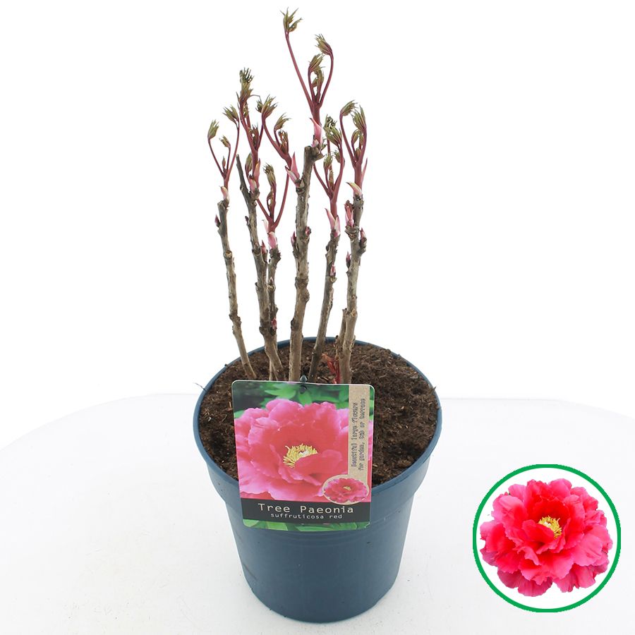 Paeonia suffruticosa Rood C6 (24cm.), D 24
