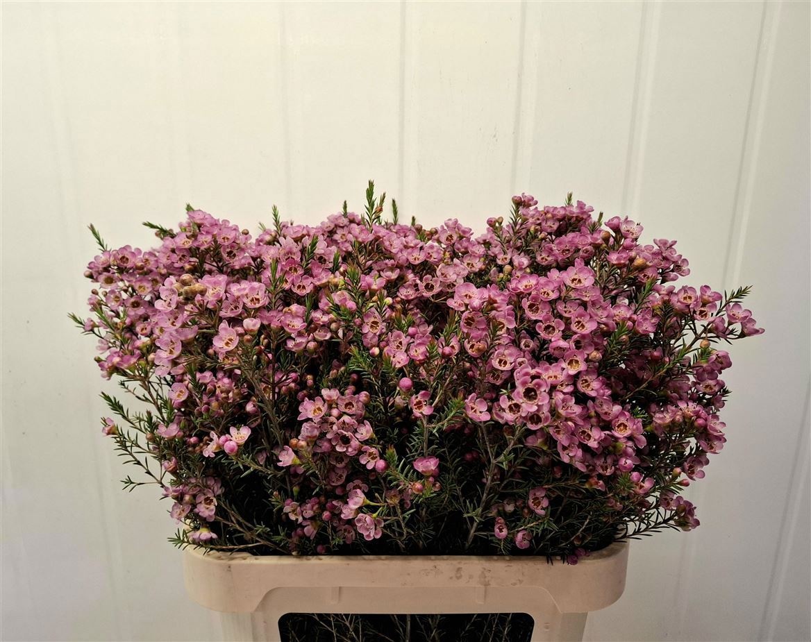 Шамелациум Ади 80 (роз.), шт.