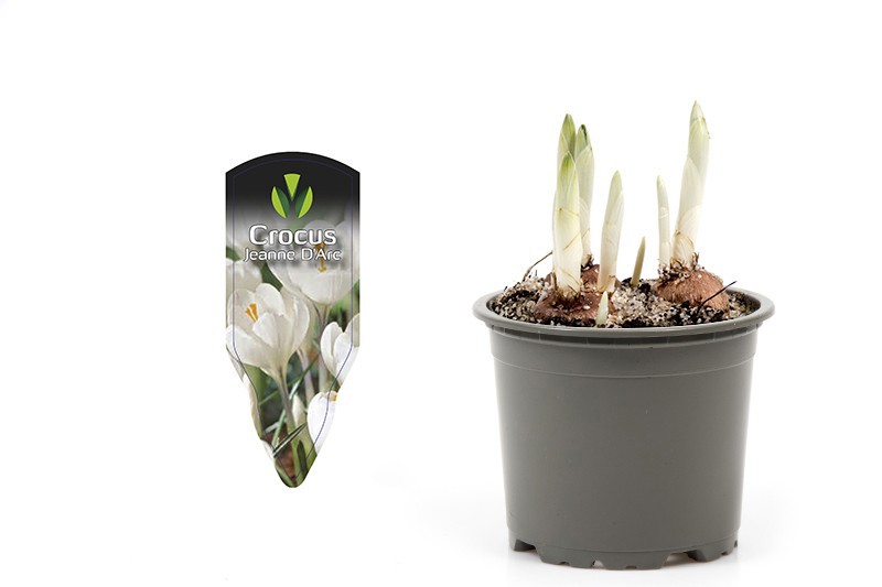 CROCUS-HYBRIDER 'JEANNE D'ARC', D 9