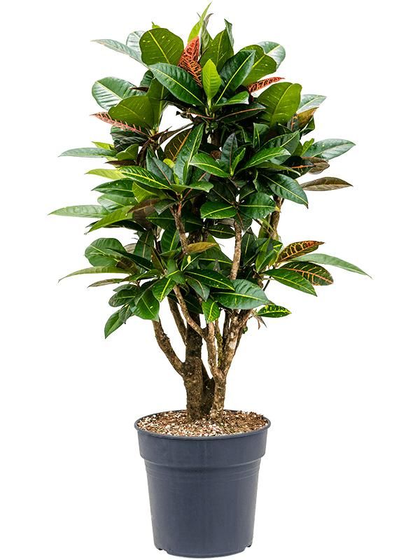 Croton (Codiaeum) variegatum 'Petra' (90-110), D 27