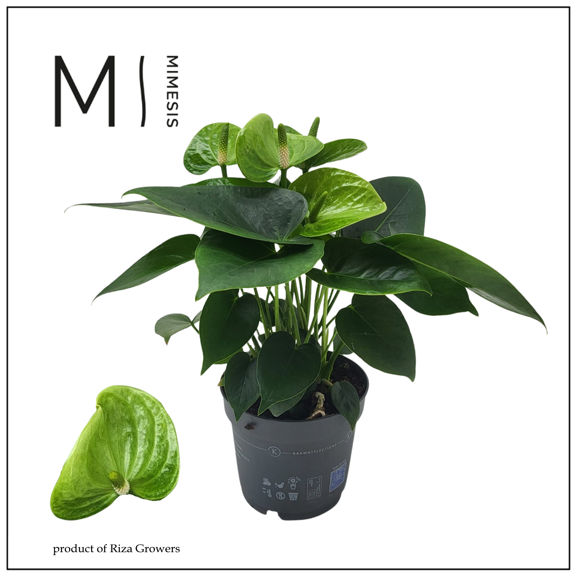 Mimesis Anthurium - KARMA Smaragd | 12cm | SELECTIONS, D 12
