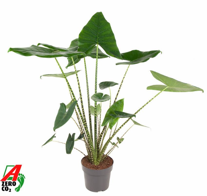 Alocasia Zebrina (NO GAP), D 24