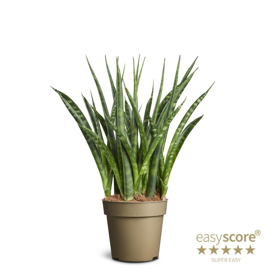Sansevieria ´Fernwood´, D 9