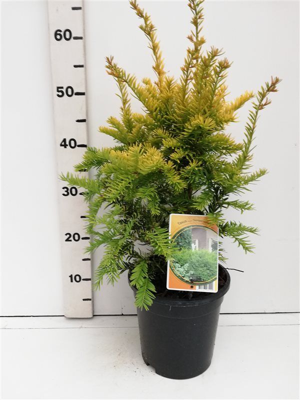 Taxus b. 'Semperaurea', D 19