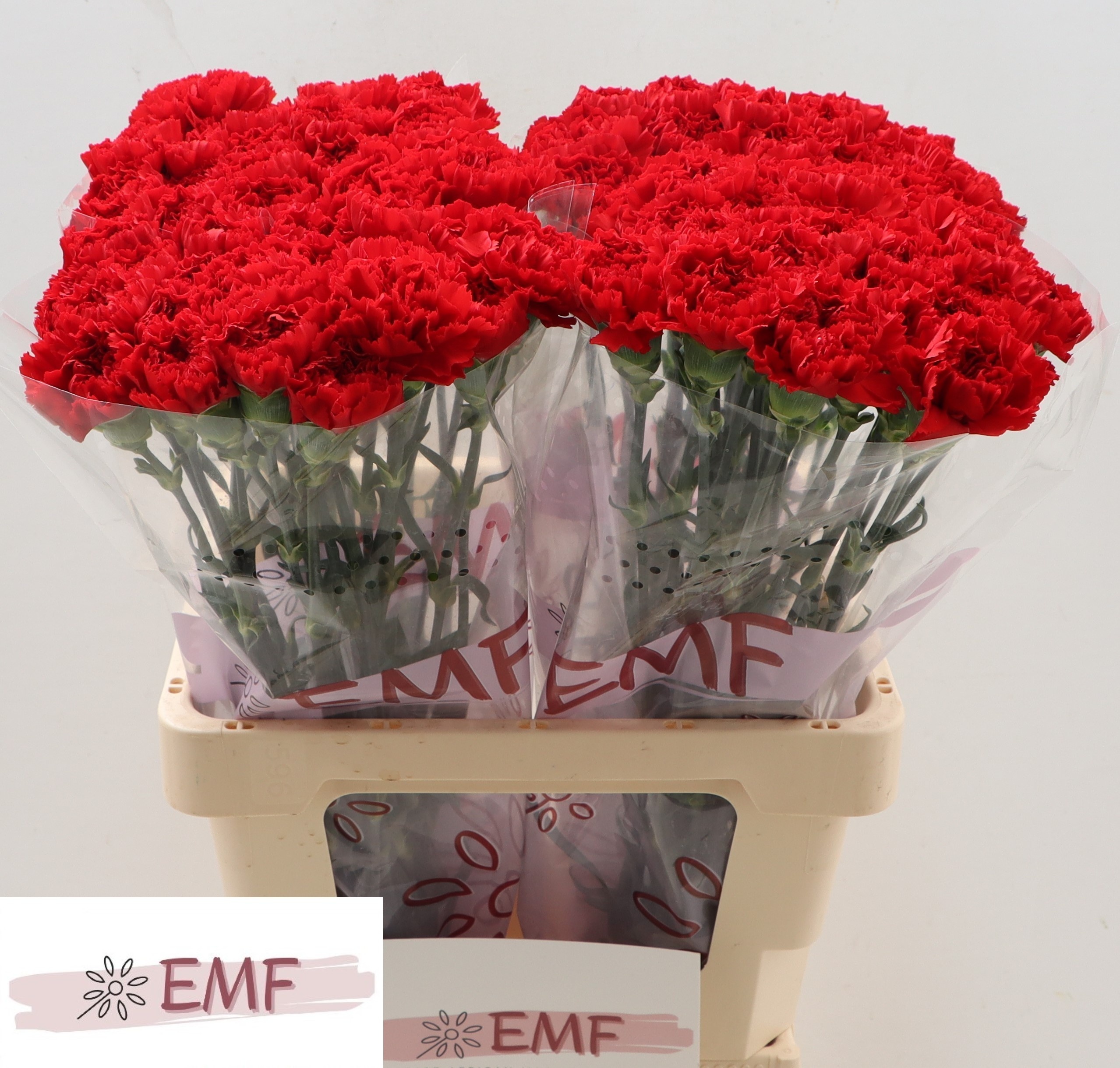 Диантус од. Дон Педро, шт. Диантус од. Дон Педро, шт.