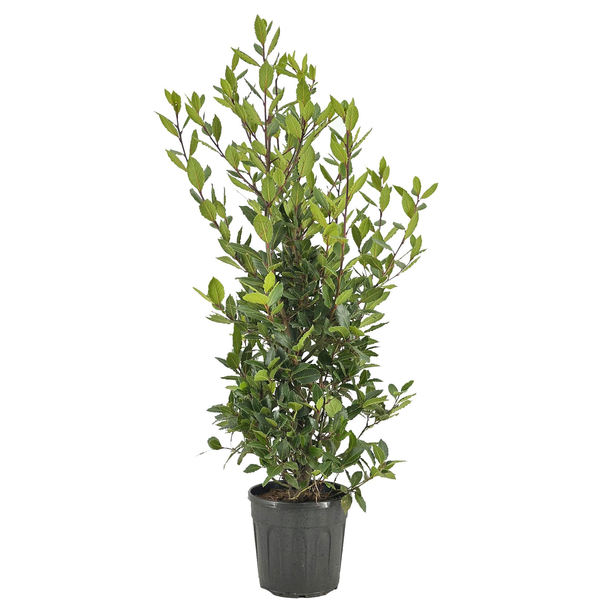 Laurus nobilis Struik, D 25