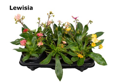 Lewisia 12 cm gemengd, D 12