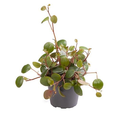 PEPEROMIA-HYBRID 6730 'PEPPERSPOT', D 6 cm