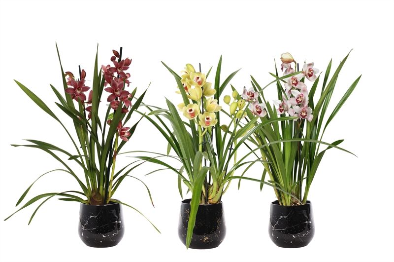 Stoneware p12 Rhonda gold Cymbidium mix 2T10+, D 12 cm
