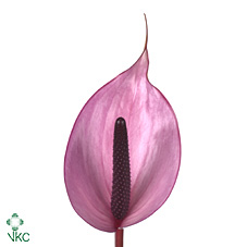 Антуриум Нексия (фиолет.) x16, шт.