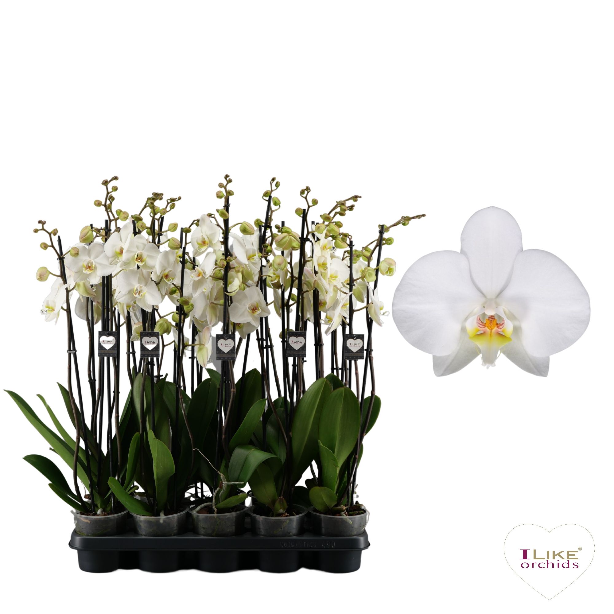 Phalaenopsis Leeds - 3 tak 80cm, D 12