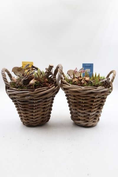 Bollen, kubu mand rond S; mix, D 20