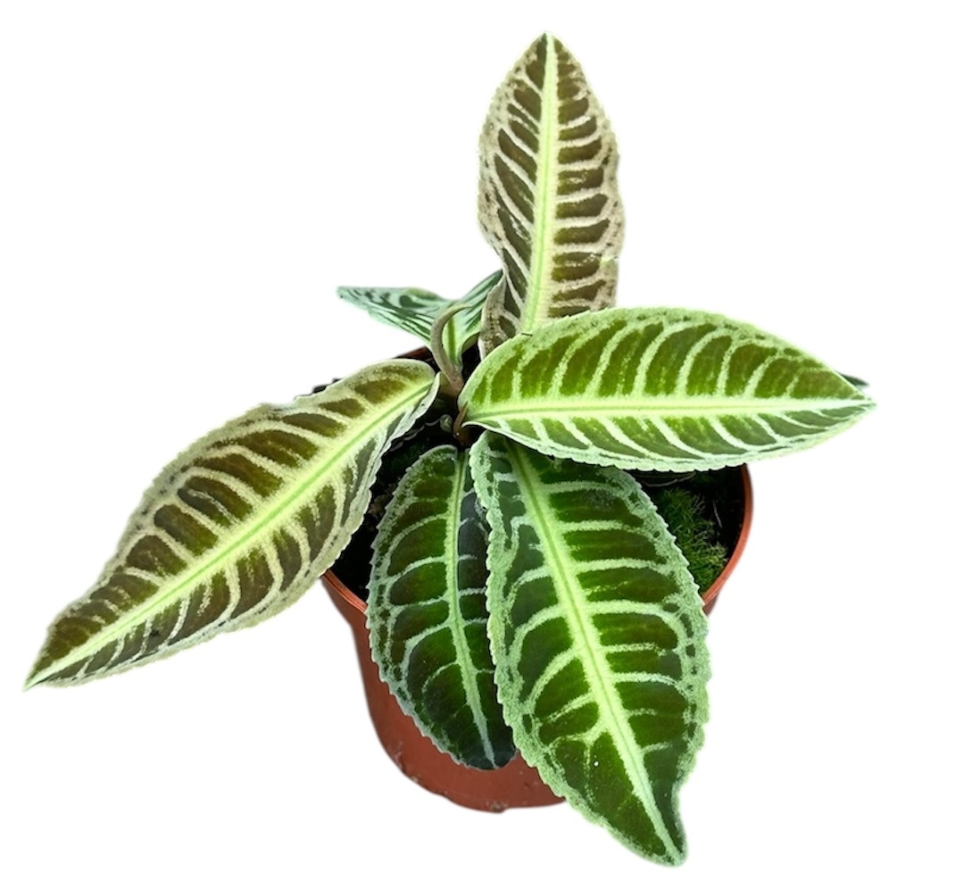 Labisia Japonica, D 10,5