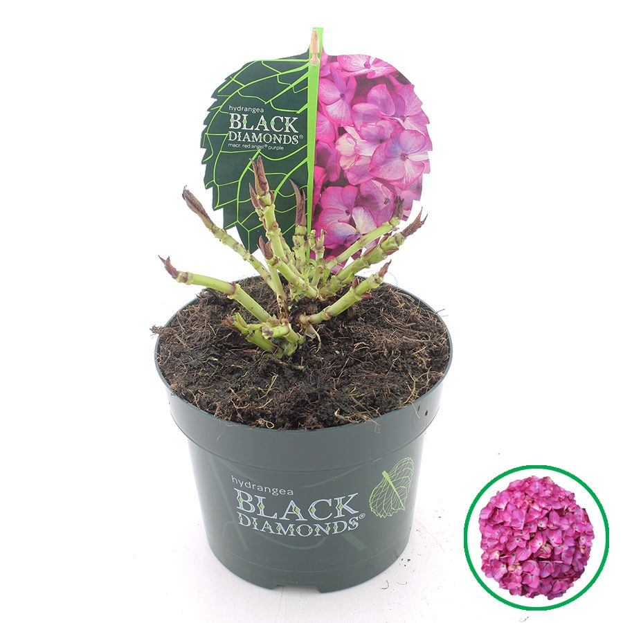 Hydrangea macr. Black Diamonds® 'Red Angel' Paars C2 (17cm.), D 17