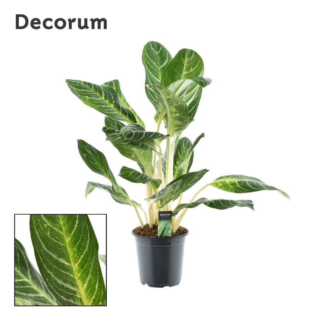 Aglaonema Keylime, D 21 cm