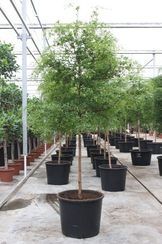 Bucida buceras, D 70