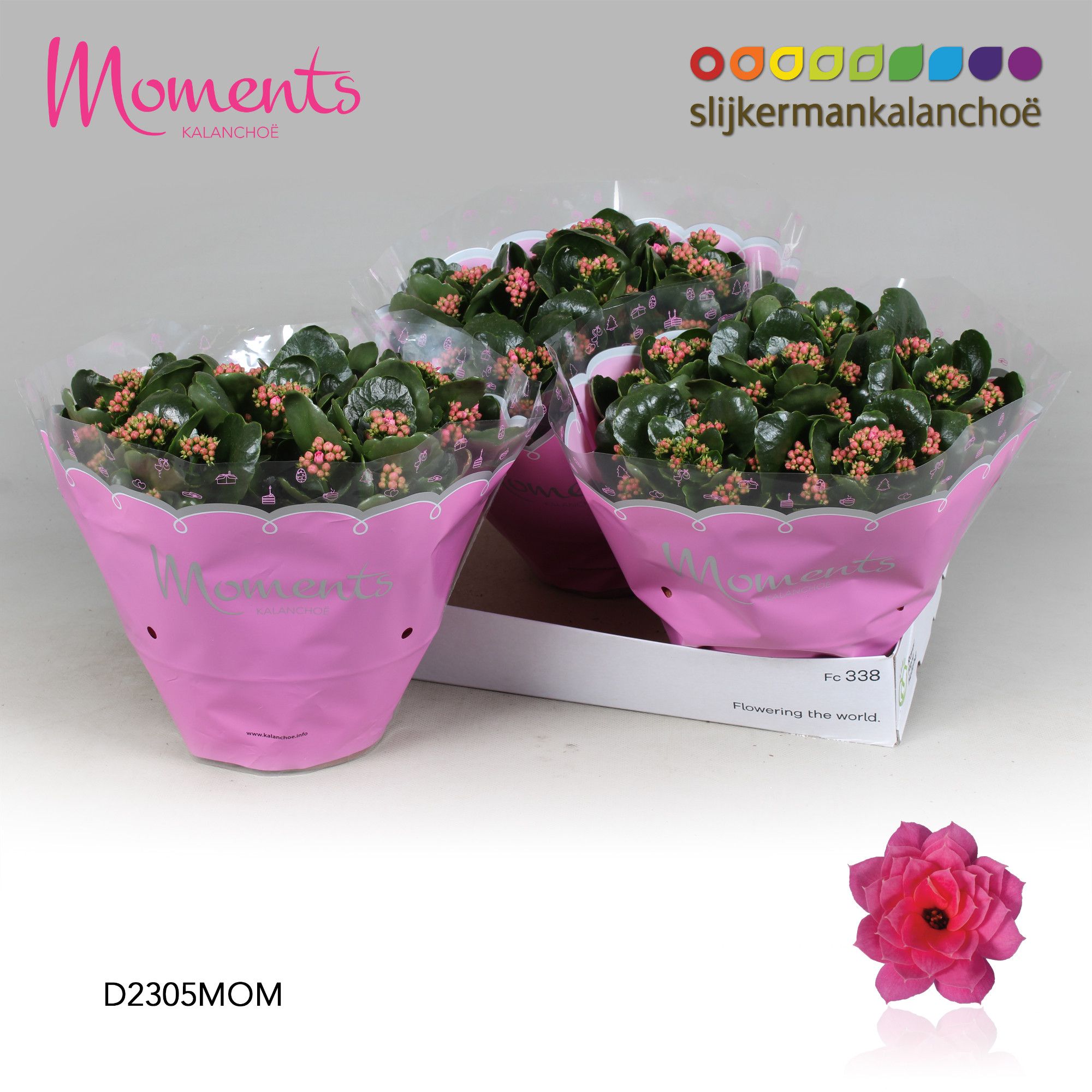 Kalanchoe Moments - Pink, D 23 cm