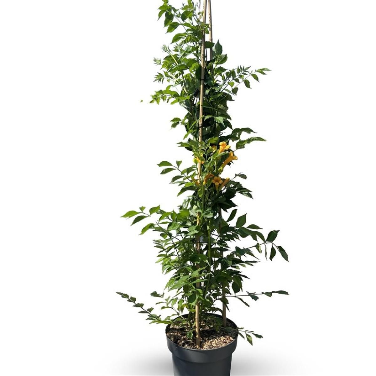 Campsis t. Golden Trumpet, D 32