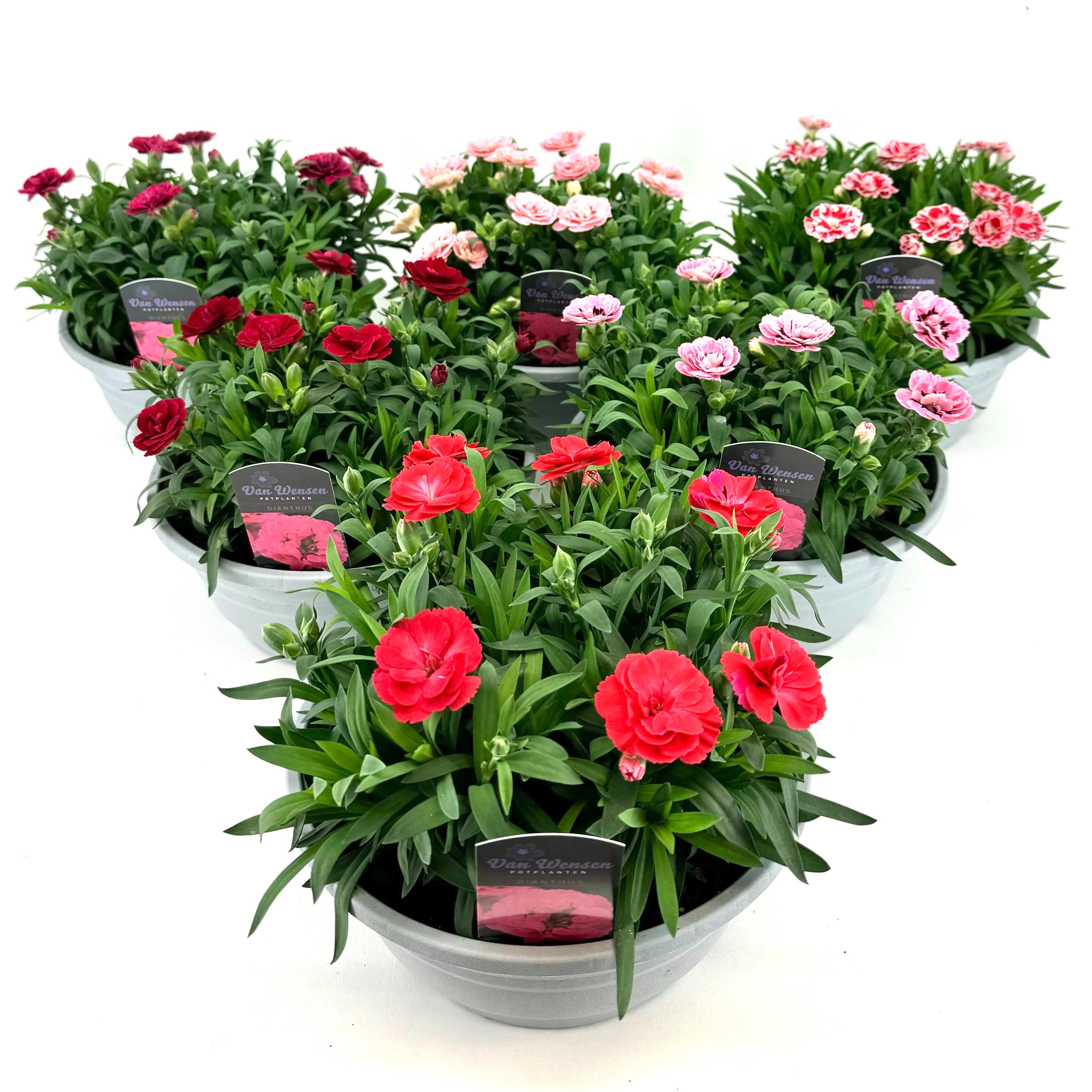 Dianthus 'Oscar' mixkar 21cm, D 21