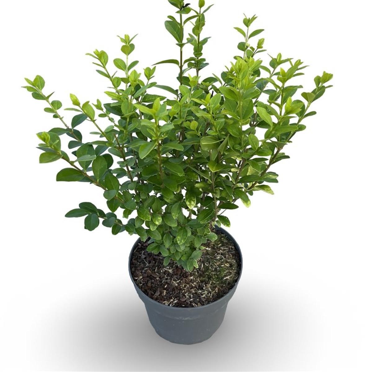Ligustrum oval. 'Aureum', D 21