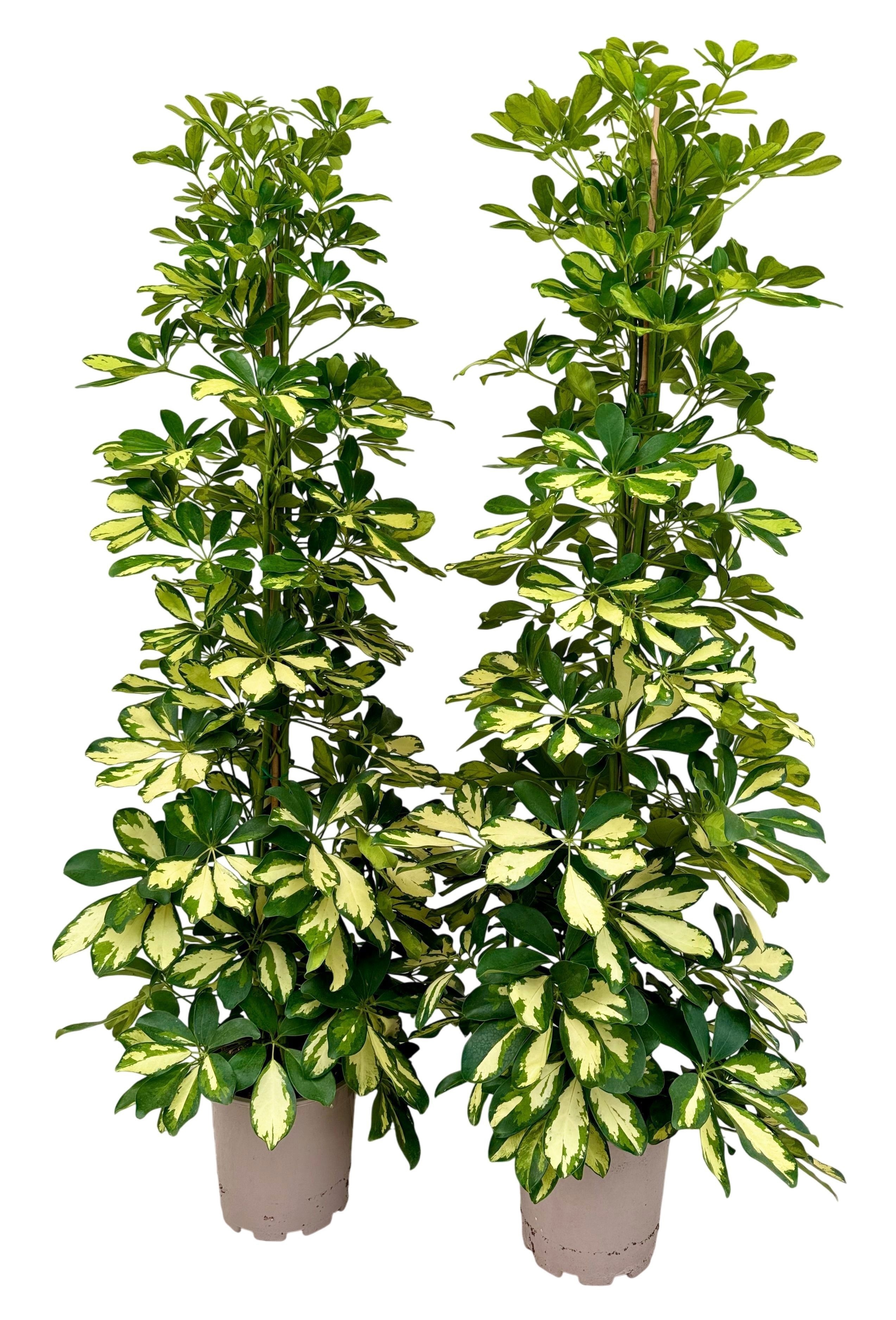 Schefflera dalton P21, D 21