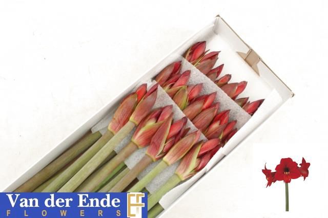 Амарилис Миди Рапидо (красн.) x20, шт.