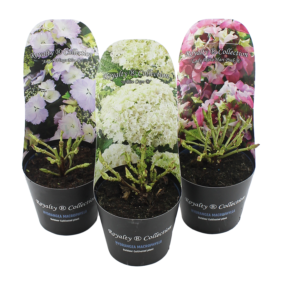 Hydrangea macr. Royalty Collection® MIX C2 (17cm.) Potcover, D 17