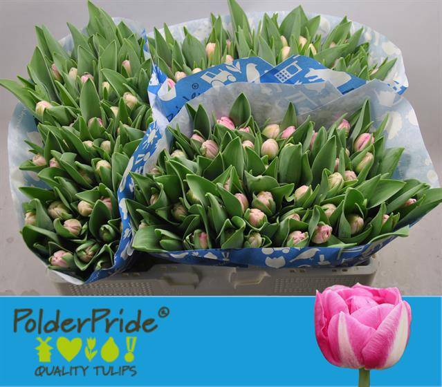 Тюльпан дв. Вог, шт.