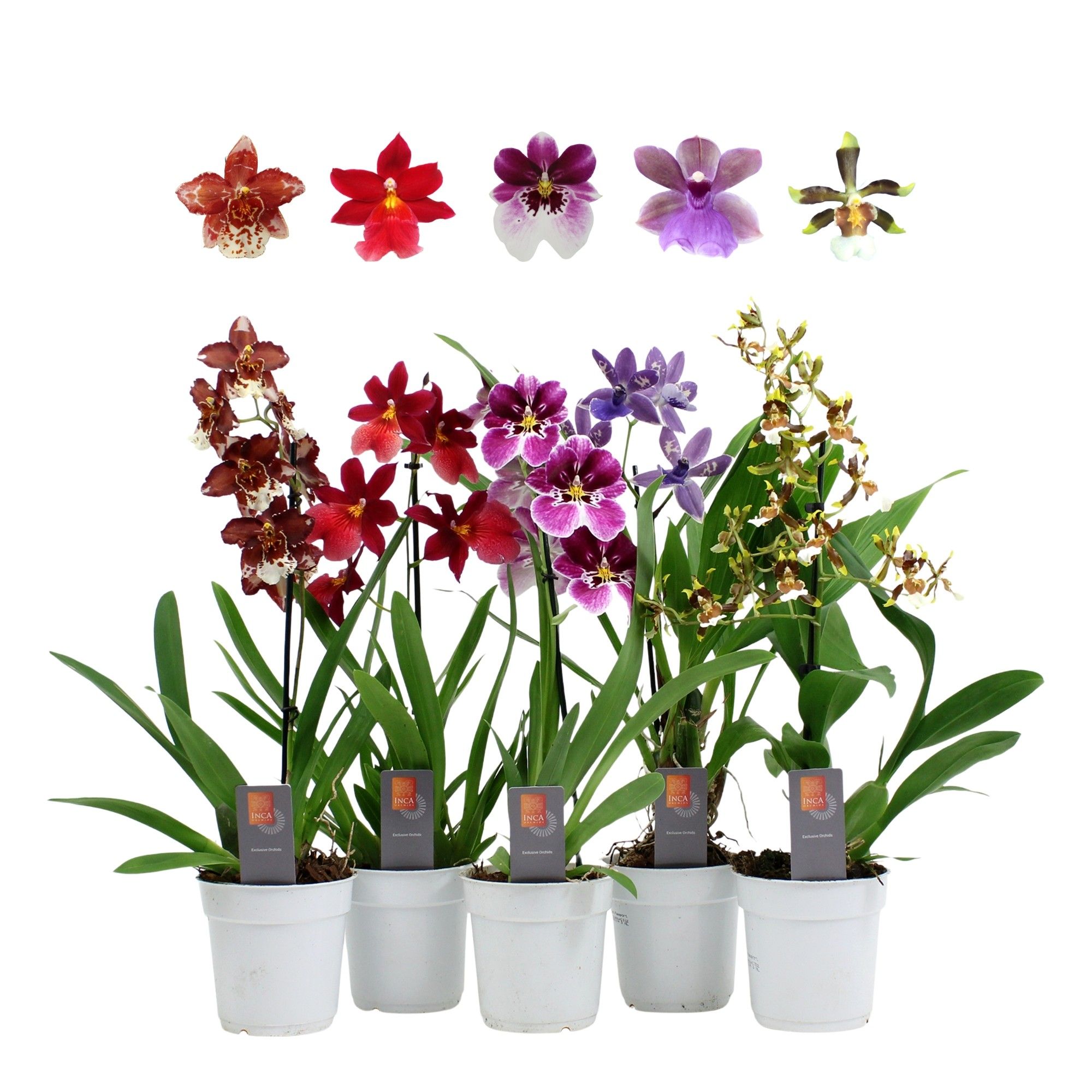 Orchid mix 1 spike 35-50 cm, D 12 cm