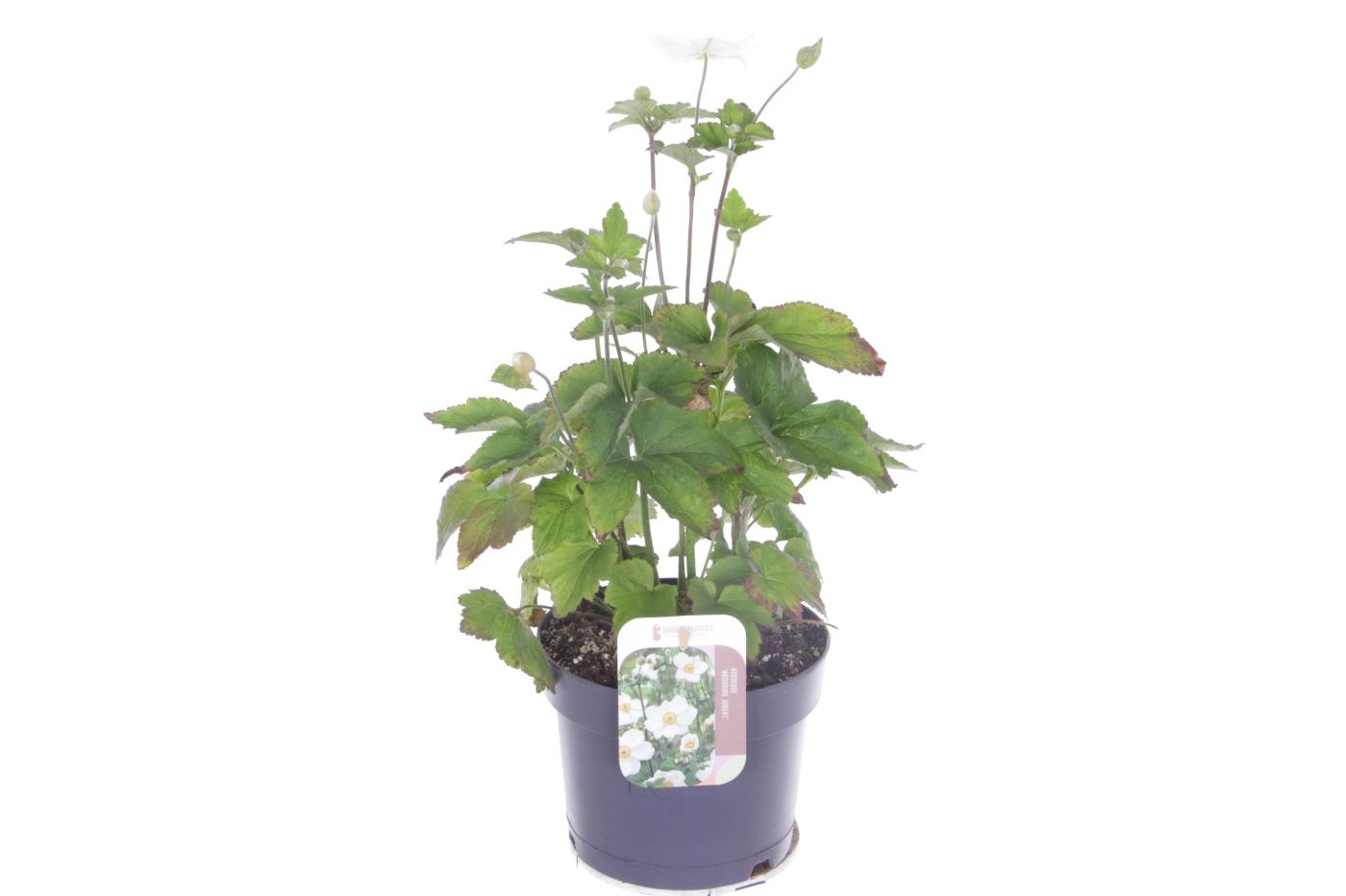 Anemone hybr. Andrea Atkinson, D 17