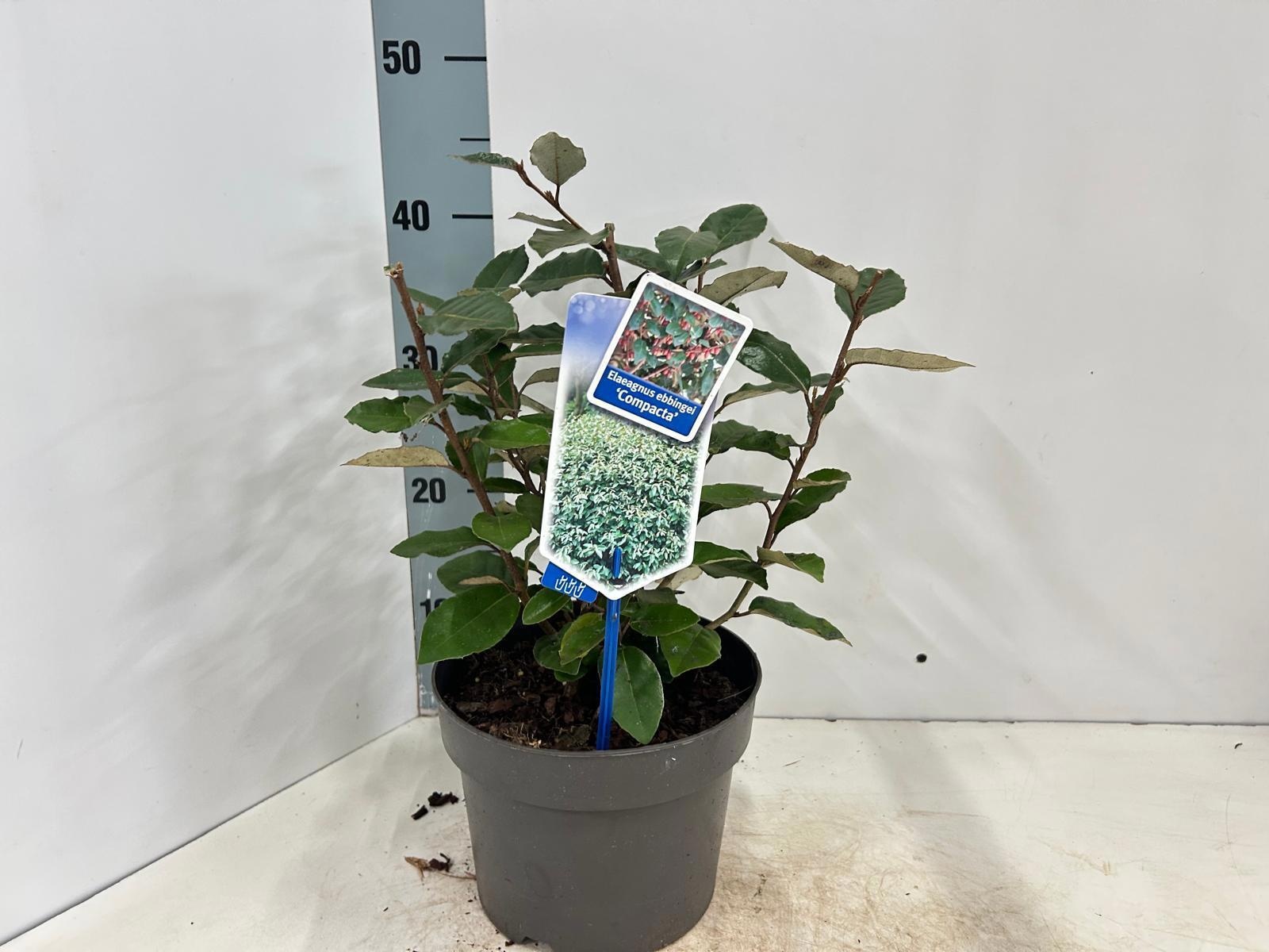 Elaeagnus ebbingei 'Compacta', D 19